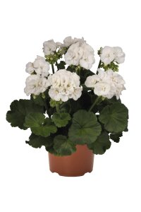 Sardunya Fidesi Bodur ( Pelargonium Zonale Dark ) White 1 Adet - 1