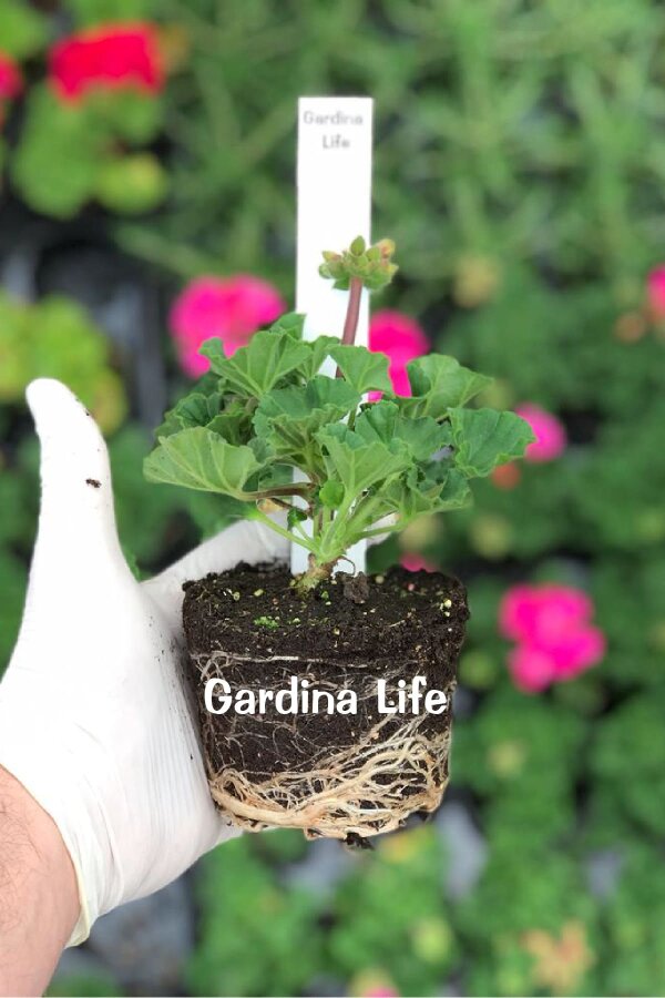 Sardunya Fidesi Bodur ( Pelargonium Zonale Dark ) White 1 Adet - 2