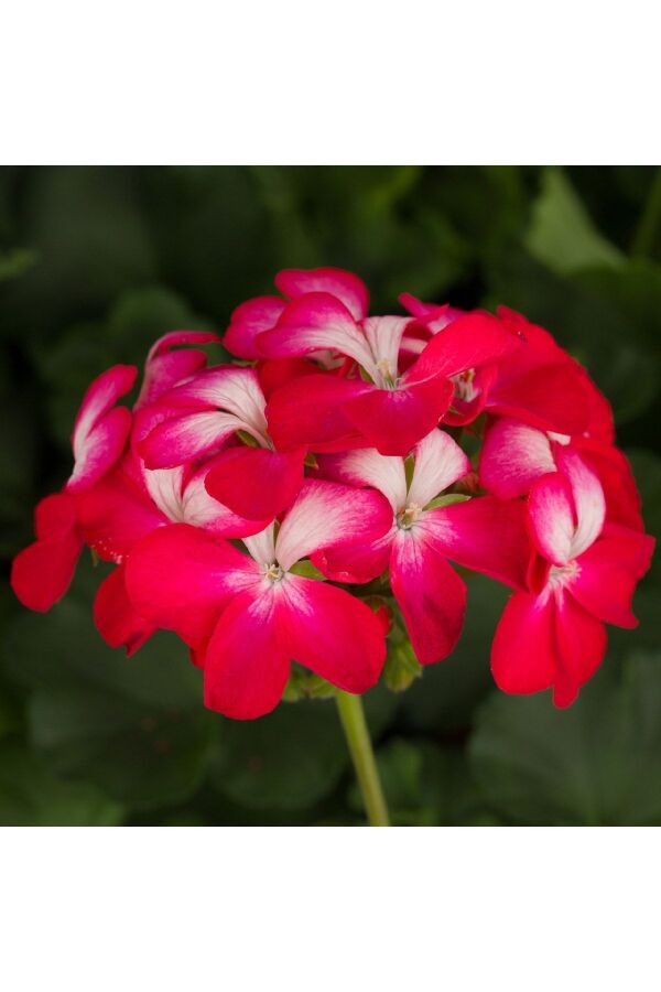 Sardunya Fidesi Özel Seri Yarı Bodur ( Pelargonium X Zonale Bunny ) Cherry Ice 1 Adet - 
