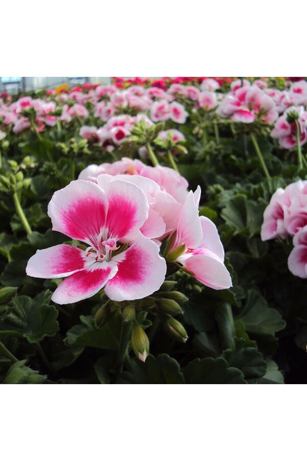 Sardunya Fidesi White Splash 