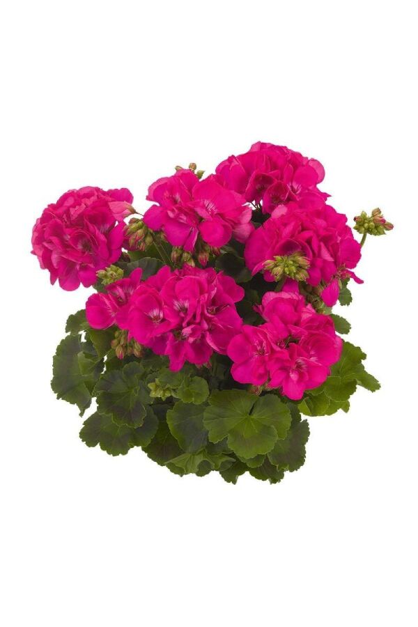 Sardunya Fidesi ( Pelargonium Zonale Classic Boylu ) Cardinal 1 Adet - 