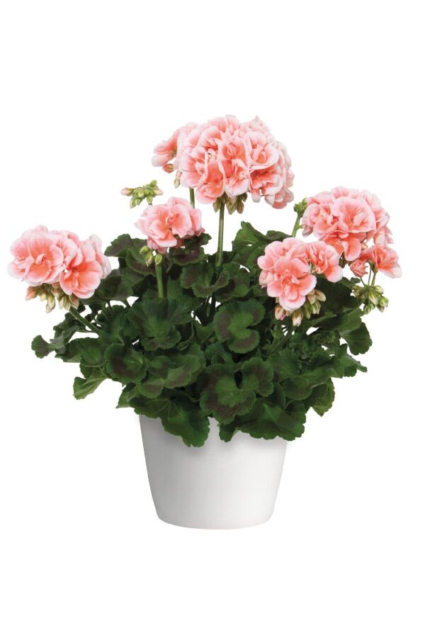 Sardunya Fidesi ( Pelargonium Zonale Classic Boylu ) Light Salmon 1 Adet - 