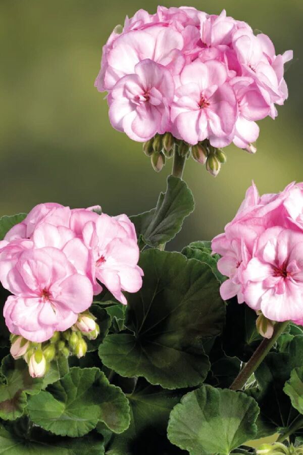 Sardunya Fidesi ( Pelargonium Zonale Classic Boylu ) Pink Picotee 1 Adet 461361, one size - 