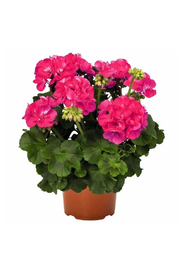 Sardunya Fidesi ( Pelargonium Zonale Classic Boylu ) Rose 1 Adet - 