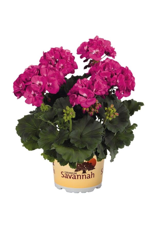 Sardunya Fidesi ( Pelargonium Zonale Classic Boylu ) Violet 1 Adet 461395, one size - 