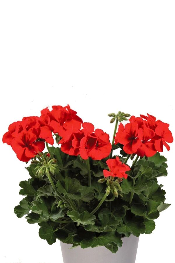 Sardunya Fidesi Yarı Bodur ( Pelargonium Cultivars Summer Lovers ) Deep Orange Eye 1 Adet 460005, one size - 