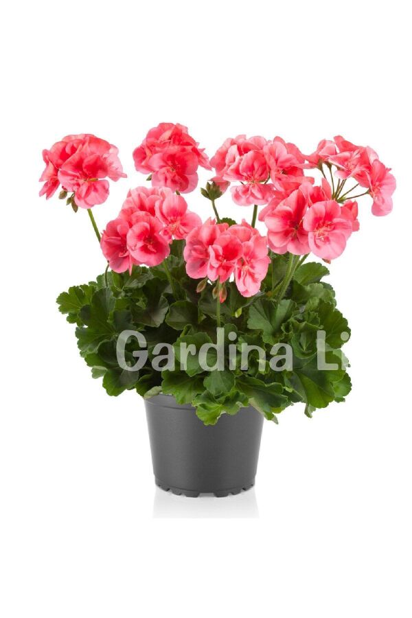 Sardunya Fidesi Yarı Bodur ( Pelargonium Cultivars Summer Lovers ) Peach 1 Adet - 