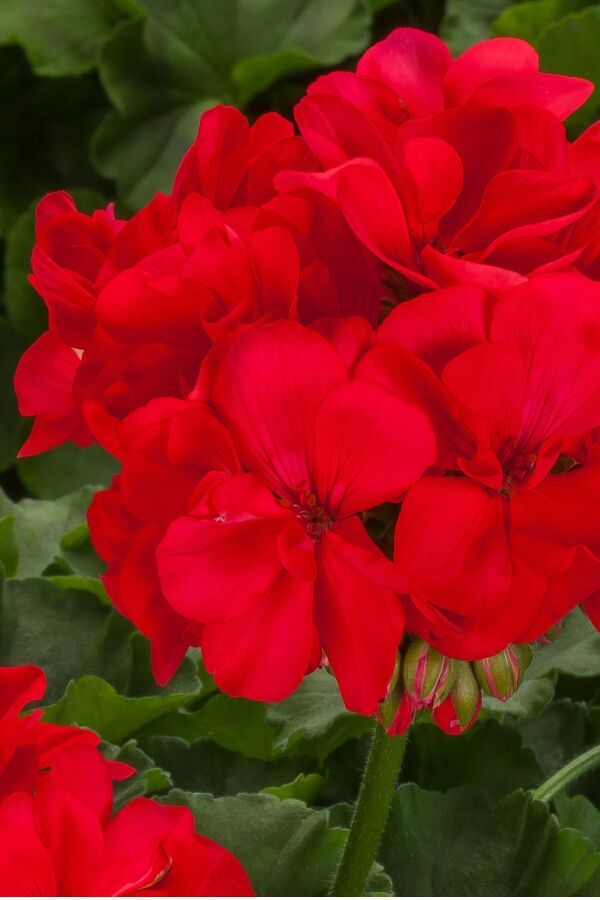 Sardunya Fidesi Yarı Bodur (pelargonium Interspecific Calliope L ) Deep Coral 1 Adet - 