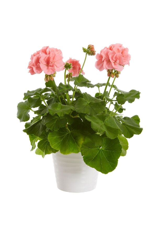 Sardunya Fidesi Yarı Bodur (pelargonium Interspecific Calliope L ) Soft Coral 1 Adet - 