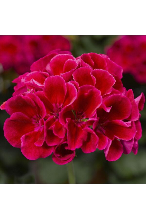 Sardunya Fidesi Yarı Bodur (pelargonium Interspecific Calliope M ) Red Splash 1 Adet - 