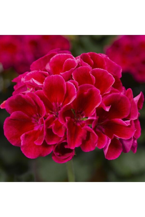 Sardunya Fidesi Red Splash 
