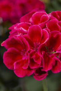 Sardunya Fidesi Red Splash  - 4