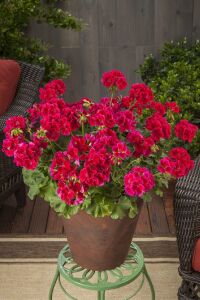 Sardunya Fidesi Red Splash  - 5
