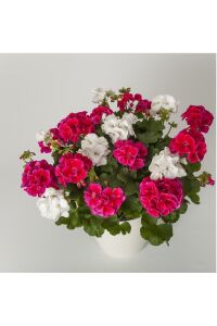 Sardunya Fidesi Red Splash  - 6