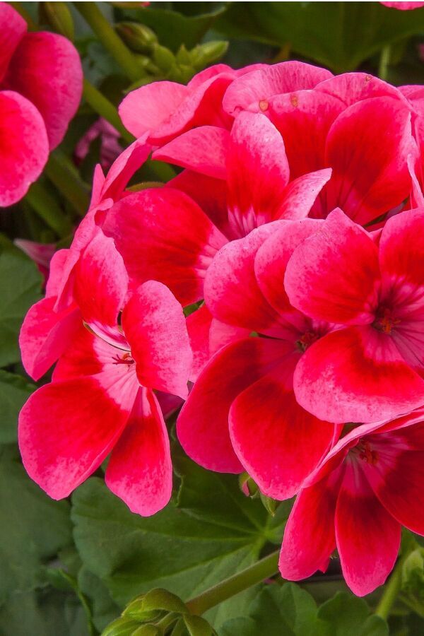 Sardunya Fidesi Yarı Bodur ( Pelargonium Interspecific Pretty Little ) Pink Splash 1 Adet - 