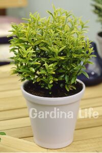 Sarı Çıtır Taflan Fidanı Euonymus Japonicus Microphyllus Pulchellus ) - 1