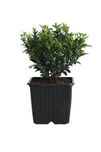 Sarı Çıtır Taflan Fidanı Euonymus Japonicus Microphyllus Pulchellus ) - 2