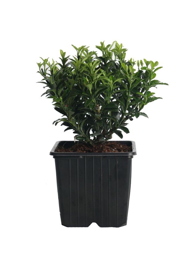 Sarı Çıtır Taflan Fidanı Euonymus Japonicus Microphyllus Pulchellus ) - 2