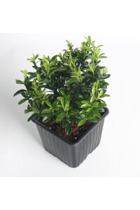 Sarı Çıtır Taflan Fidanı Euonymus Japonicus Microphyllus Pulchellus ) - 3