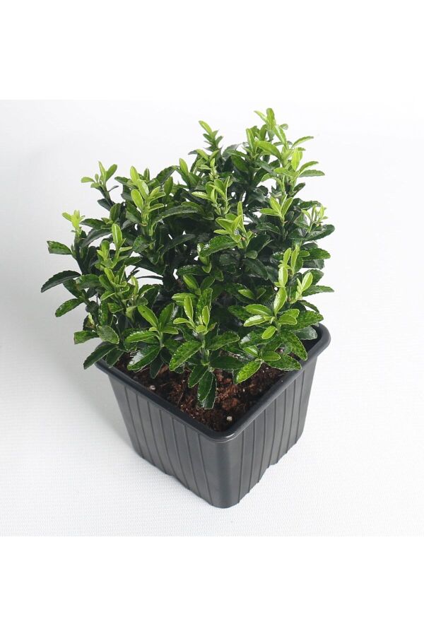Sarı Çıtır Taflan Fidanı Euonymus Japonicus Microphyllus Pulchellus ) - 3