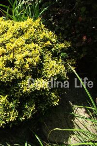 Sarı Çıtır Taflan Fidanı Euonymus Japonicus Microphyllus Pulchellus ) - 4