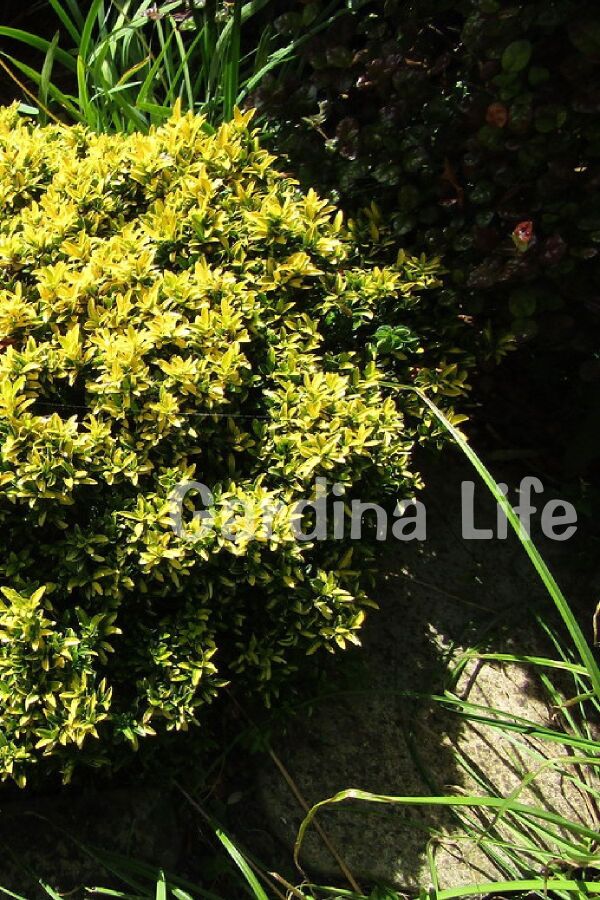 Sarı Çıtır Taflan Fidanı Euonymus Japonicus Microphyllus Pulchellus ) - 4