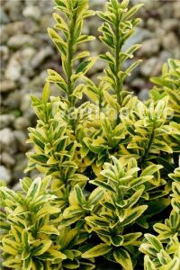 Sarı Çıtır Taflan Fidanı Euonymus Japonicus Microphyllus Pulchellus ) - 5