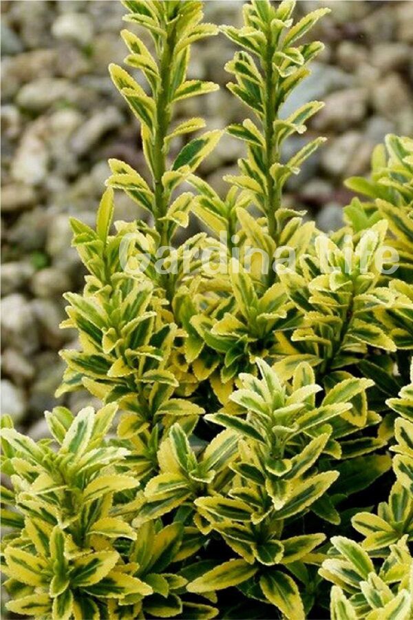 Sarı Çıtır Taflan Fidanı Euonymus Japonicus Microphyllus Pulchellus ) - 5