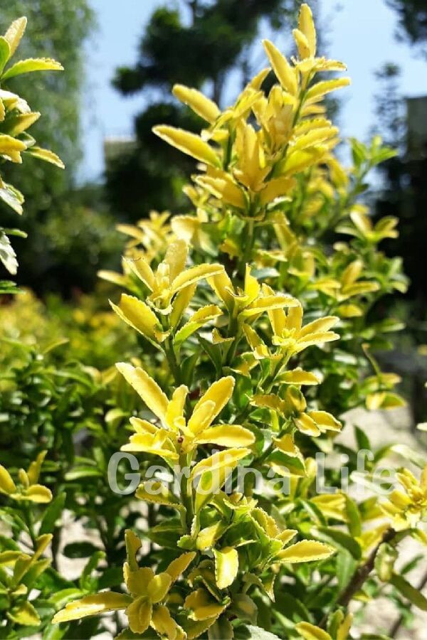 Sarı Çıtır Taflan Fidanı Euonymus Japonicus Microphyllus Pulchellus ) - 6