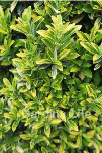 Sarı Çıtır Taflan Fidanı Euonymus Japonicus Microphyllus Pulchellus ) - 7