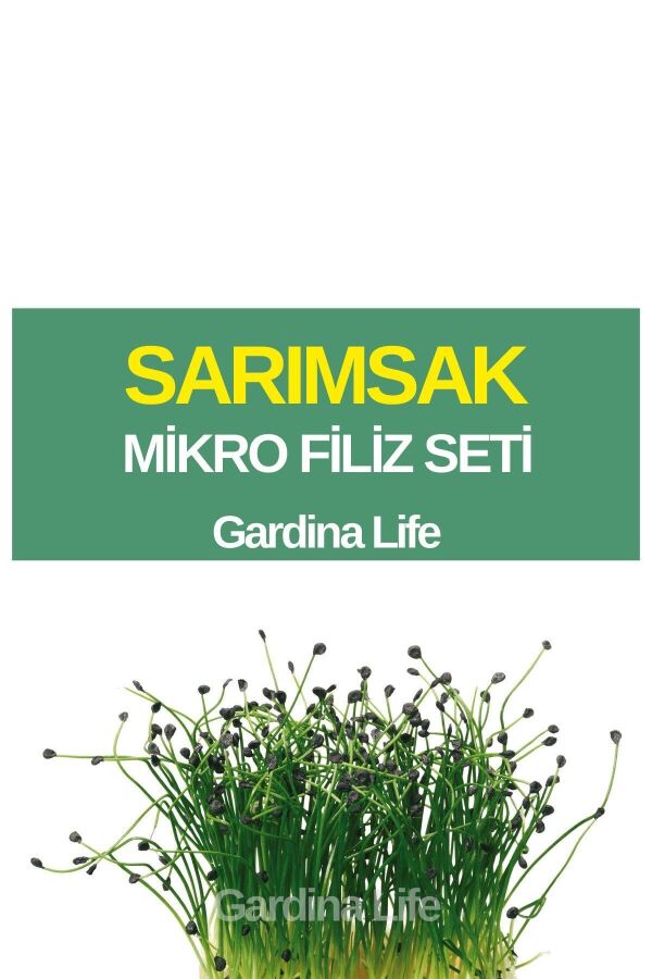 Sarımsak Mikro Filiz Seti - 