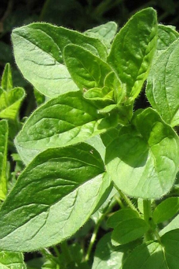 Sarkan Kekik Fidesi Geniş Yapraklı ( Origanum Vulgare ) Diabolo 1 Adet