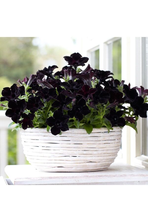 Sarkan Petunya Fidesi Petunia Atkinsiana Back To Black 1 Adet - 