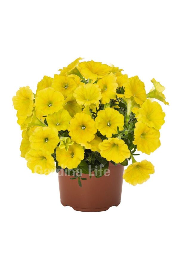 Sarkan Petunya Fidesi ( Petunia Atkinsiana ) Canary Yellow 1 Adet - 