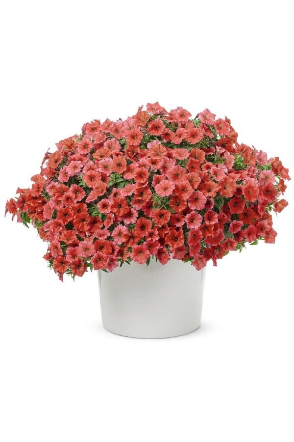 Sarkan Petunya Fidesi ( Petunia Atkinsiana ) Cinnamon 1 Adet - 