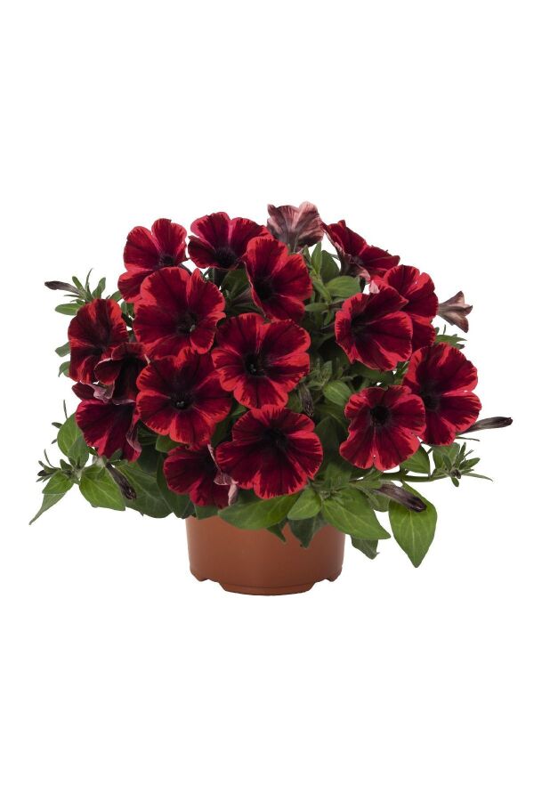 Sarkan Petunya Fidesi ( Petunia Atkinsiana ) Fiona Flash 1 Adet - 