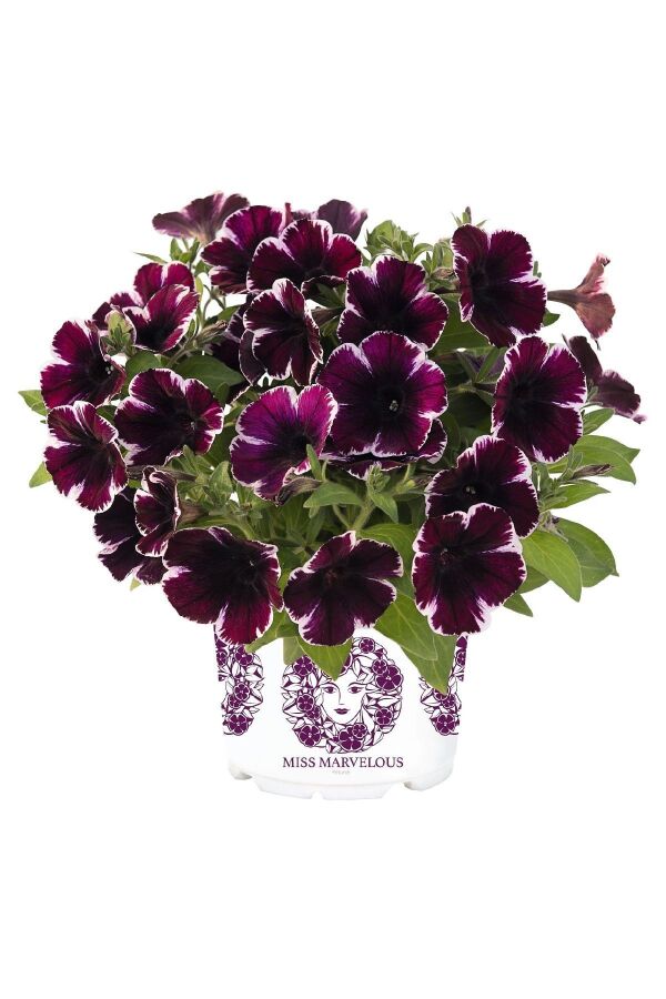 Sarkan Petunya Fidesi ( Petunia Atkinsiana ) Miss Marvelous 1 Adet - 