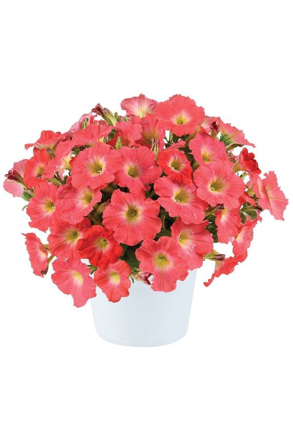 Sarkan Petunya Fidesi ( Petunia Atkinsiana ) Salmon 1 Adet - 