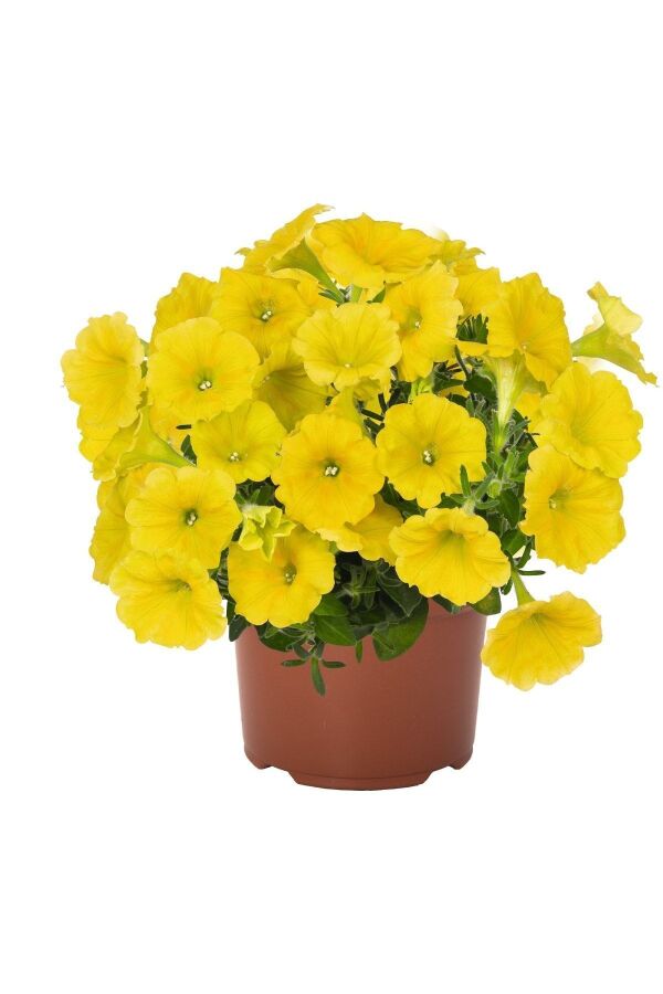 Sarkan Petunya Fidesi ( Petunia Atkinsiana ) Yellow 1 Adet - 