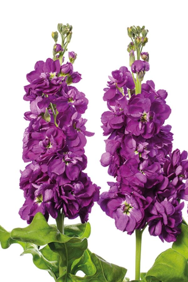 Şebboy Çiçeği Fidesi Kokulu Deep Blue 5 Adet ( Matthiola Incana ) - 