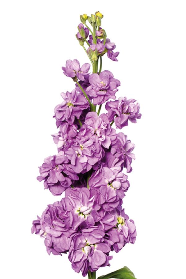 Şebboy Fidesi Lavender 10 Adet 