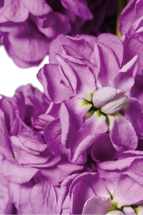 Şebboy Fidesi Lavender 10 Adet  - 3