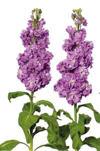 Şebboy Fidesi Lavender 10 Adet  - 4