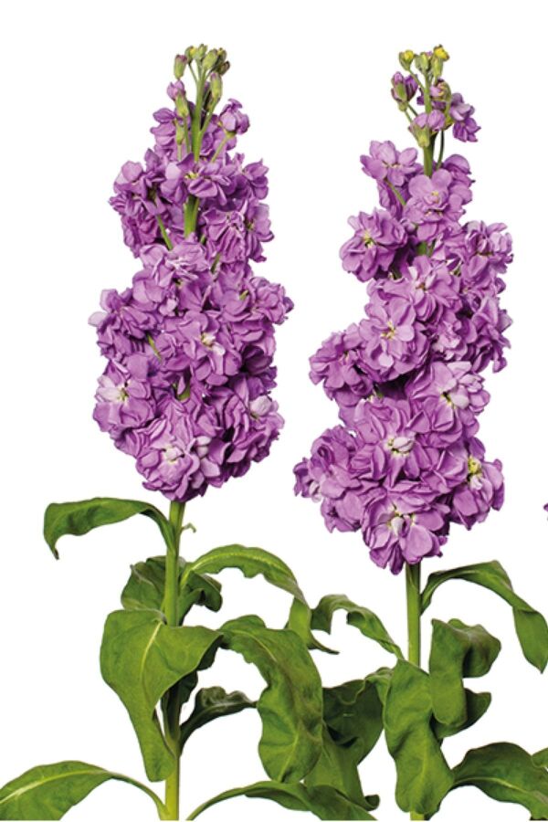 Şebboy Çiçeği Fidesi Kokulu Lavender 5 Adet ( Matthiola Incana ) - 