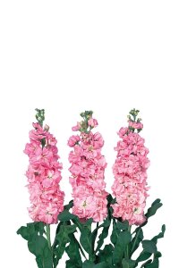 Şebboy Fidesi Pink 10 Adet - 1