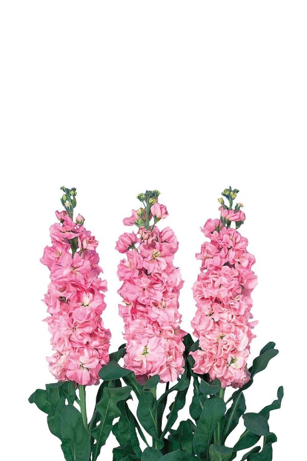 Şebboy Fidesi Pink 10 Adet