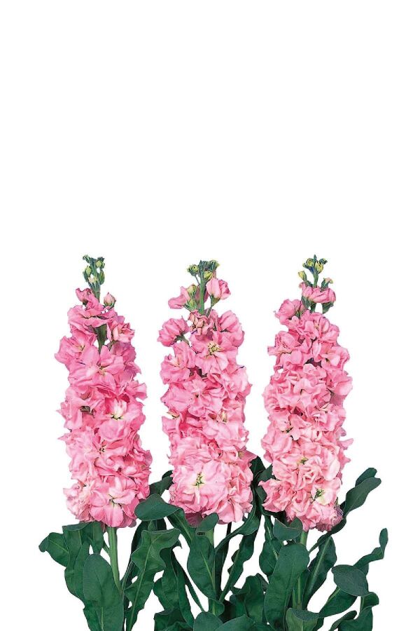 Şebboy Çiçeği Fidesi Kokulu Pink 5 Adet ( Matthiola Incana ) - 