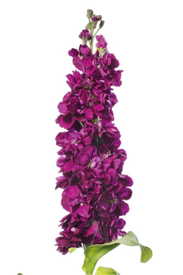 Şebboy Fidesi Purple 10 Adet