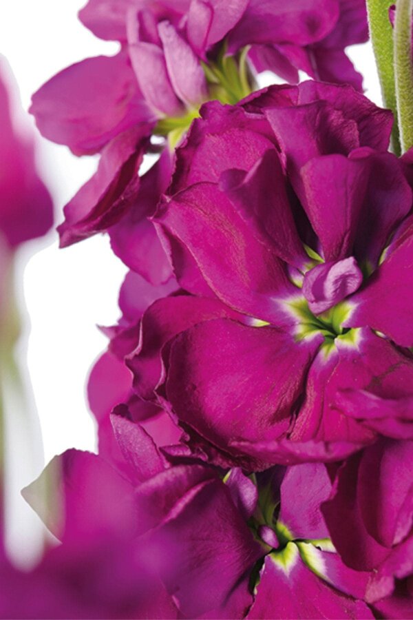 Şebboy Fidesi Purple 10 Adet - 3