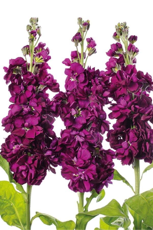 Şebboy Fidesi Purple 10 Adet - 4